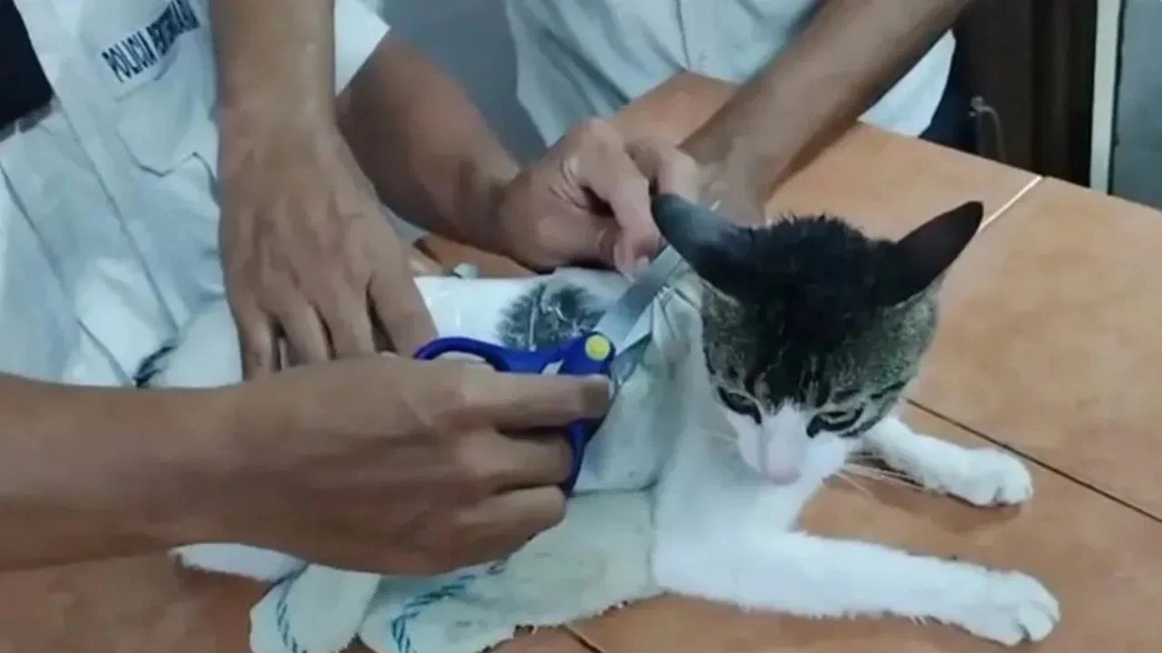 Hapishanede nefes kesen operasyon... Uyuşturucu taşıyan kedi 'suçüstü' yakalandı!