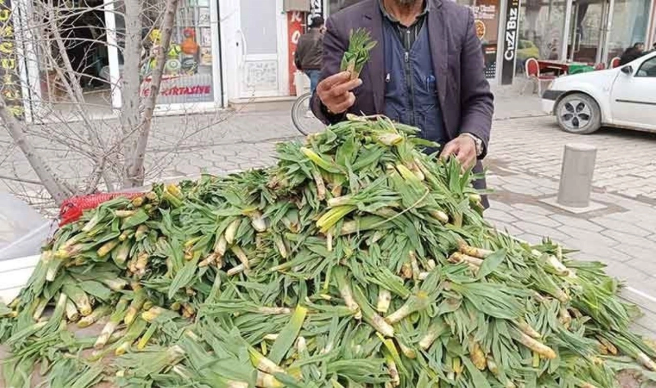 Yüksek rakımlı dağlarda kendiliğinden yetişiyor! Yöre halkının sağlık sırrı.....