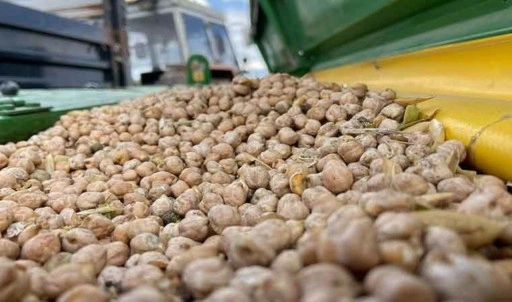 40 dönümlük arazide yetişiyor: Yaz sonunda hasat edilecek