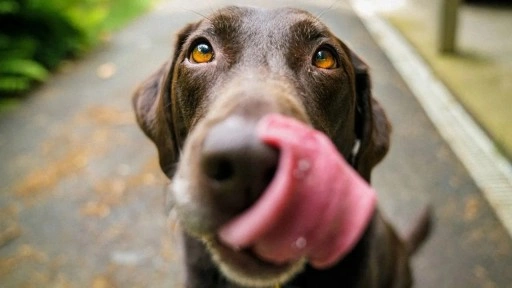 K&#xF6;pekler neden d&#x131;&#x15F;k&#x131; yer?