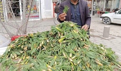 Yüksek rakımlı dağlarda kendiliğinden yetişiyor! Yöre halkının sağlık sırrı.....